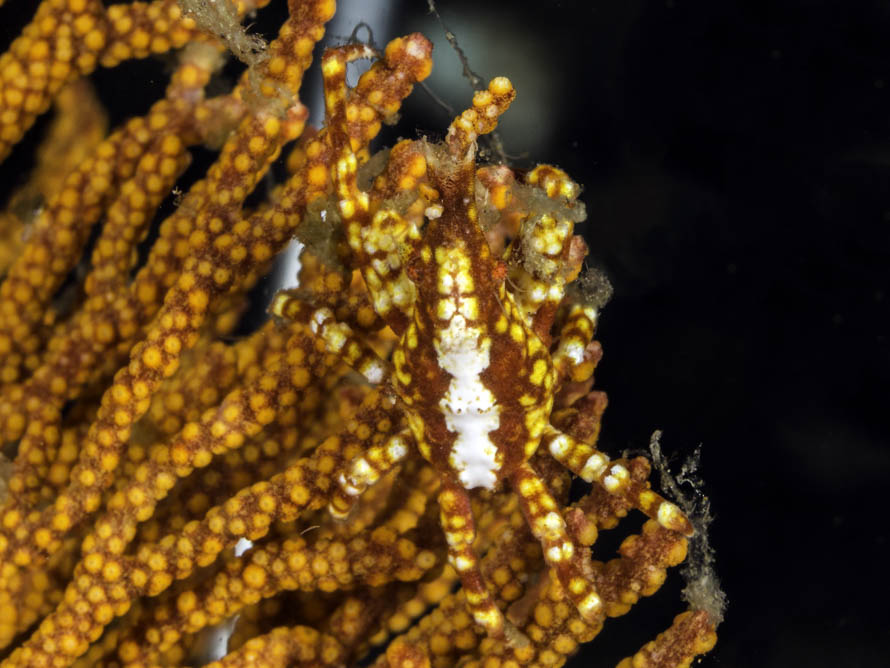 Xenocarcinus depressus 